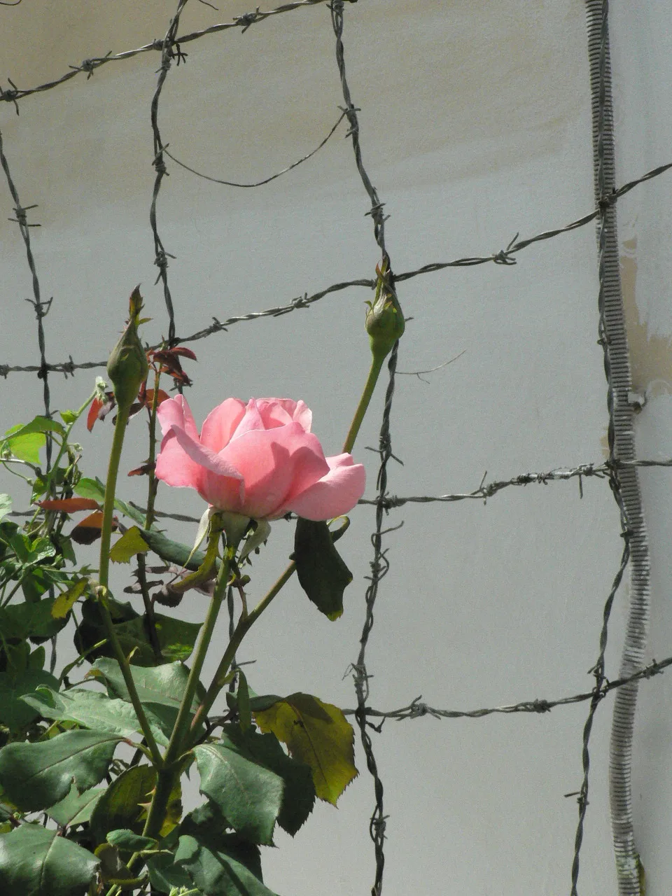 حکمت زندانی شدن یوسف